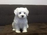 Vând bichon maltez