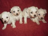 vand bichon maltez