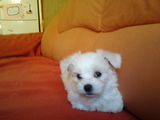 Vand Bichon Maltez / Maltese Mascul