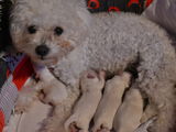 Vand Bichon Toy, pret 200euro