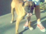 vand boxer sau schimb pe pui de pitbull