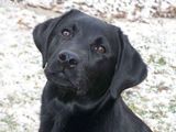 Vand Caine Labrador Retriever