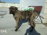 Vand caine presa canario