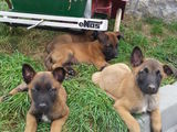 vand caini malinois,9 saptamani