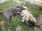 vand cane corso