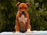 vand catei amstaff