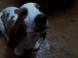 Vand catei Basset Hound