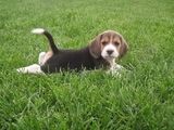 vand catei beagle