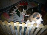 Vand catei Beagle Superbi