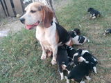 Vand catei Beagle tricolor !