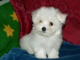 vand catei bichon maltese