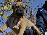 Vand catei Bullmastiff