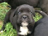 Vând cătei rasa pura cane Corso 2 saptamani