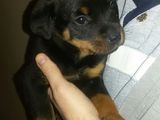 Vând căței rottweiler