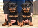 vand catei rottweiler