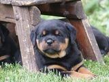 vand catei rottweiler cu pedigree