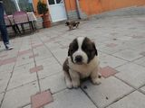 Vand catei saint-bernard