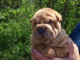 vand catei shar pei