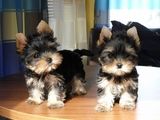 vand catei yorkshire terrier