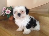 Vand catel shih tzu dragalas si lingusitor.