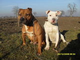 vand catelusa amstaff