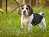 Vand catelusa beagle