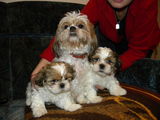 Vand catelusa shih-tzu