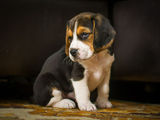 Vand cateluse beagle