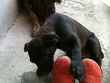 vand cateluse cane corso