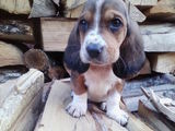 Vand catelusi basset Hound