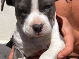 Vand femela Amstaff Blue