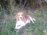 Vand Femela Beagle