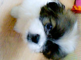 vand femela shih tzu 100 euro