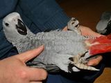 Vand papagali Jako - Congo African Grey, pui blanzi