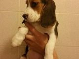 Vand pui Beagle tricolor (fetita), rasa pura, 2 luni. Este deparazitata intern si extern, vaccinata si are carnetel de sanatate. Este crescuta in apartament si obisnuita sa isi faca nevoile pe balcon