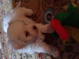 VAND PUI BICHON HAVANESE