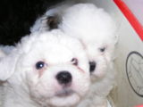 VAND PUI BICHON HAVANEZ