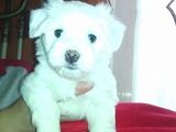 Vand pui bichon maltese