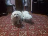 Vand pui bichon maltese toy