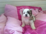 Vand pui Bichon Shih Tzu din parinti deosebiti,