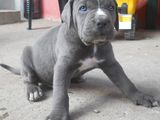 Vand pui Cane Corso