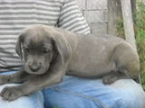 Vand pui Cane Corso