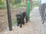 Vand pui Cane Corso 700 RON