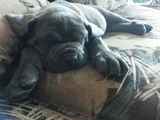 vand pui cane corso