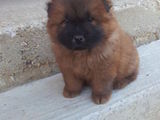 vand pui chow chow