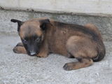 vand pui ciobanesc belgian malinois