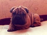 Vand pui de shar-pei maro-ciocolatiu