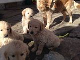 Vand pui golden retriever