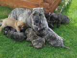 vand pui presa canario