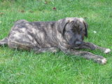 Vand pui Presa Canario